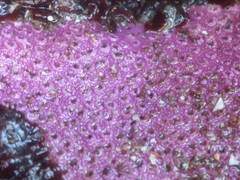 Stylantheca papillosa