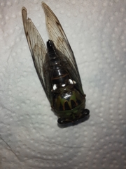 Neotibicen pruinosus