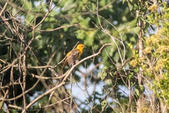 Icterus auratus