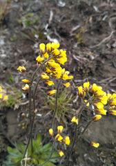 Draba glacialis