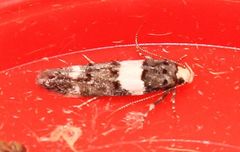 Recurvaria leucatella