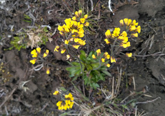 Draba glacialis
