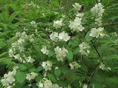 Philadelphus tenuifolius