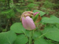 Paeonia obovata