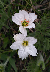 Cerastium maximum