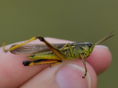 Stethophyma lineatum