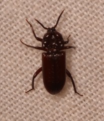 Stemmoderus singularis