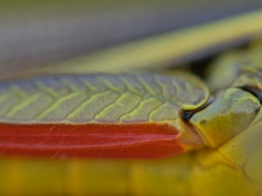 Stethophyma lineatum