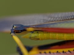 Stethophyma lineatum