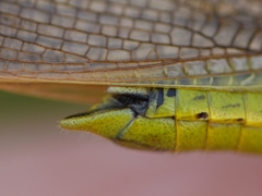 Stethophyma lineatum