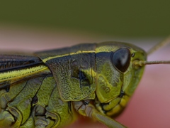 Stethophyma lineatum