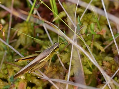 Stethophyma lineatum