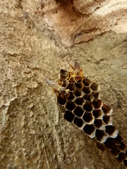 Mischocyttarus cerberus