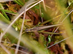 Stethophyma lineatum