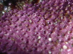 Stylantheca papillosa