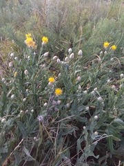 Centaurea chartolepis
