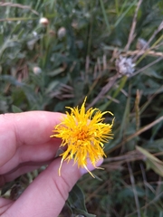 Centaurea chartolepis