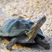 African Mud Turtles - Photo (c) Arno Meintjes, some rights reserved (CC BY-NC)