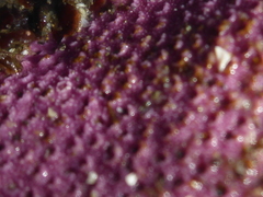 Stylantheca papillosa