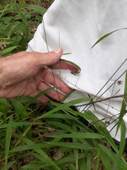 Muhlenbergia tenuiflora