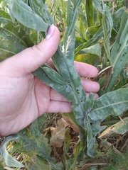 Centaurea chartolepis