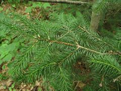 Picea obovata