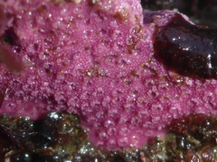 Stylantheca papillosa