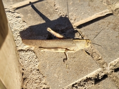 Anacridium aegyptium