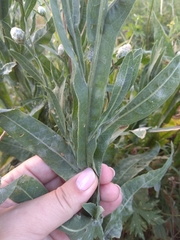 Centaurea chartolepis