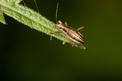 Nabis rugosus