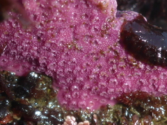 Stylantheca papillosa