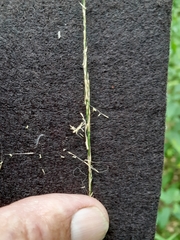 Muhlenbergia tenuiflora