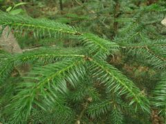 Picea obovata