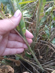 Centaurea chartolepis