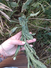 Centaurea chartolepis