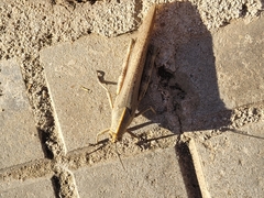 Anacridium aegyptium