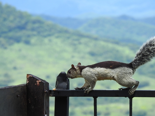 Variegated Squirrel
