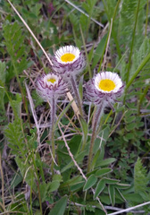 Erigeron eriocephalus