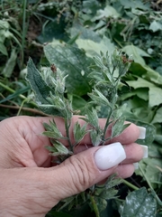 Symphytum officinale