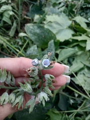 Symphytum officinale