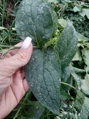 Symphytum officinale