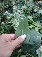 Symphytum officinale