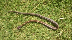 Salvadora intermedia