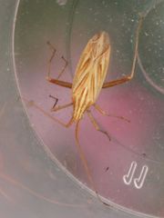 Miridius quadrivirgatus