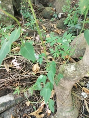 Philodendron hederaceum