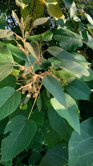 Mallotus paniculatus