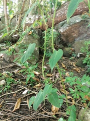 Philodendron hederaceum