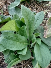 Symphytum officinale