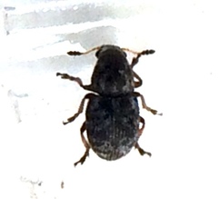 Trigonorhinus rotundatus