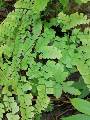 Adiantum amplum (Adiantum amplum)